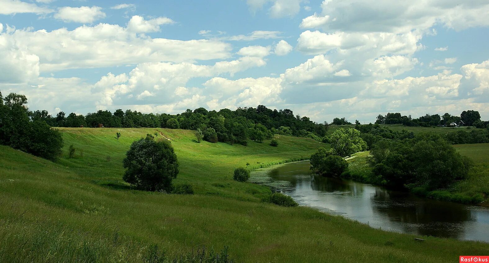 растения и животные реки нара