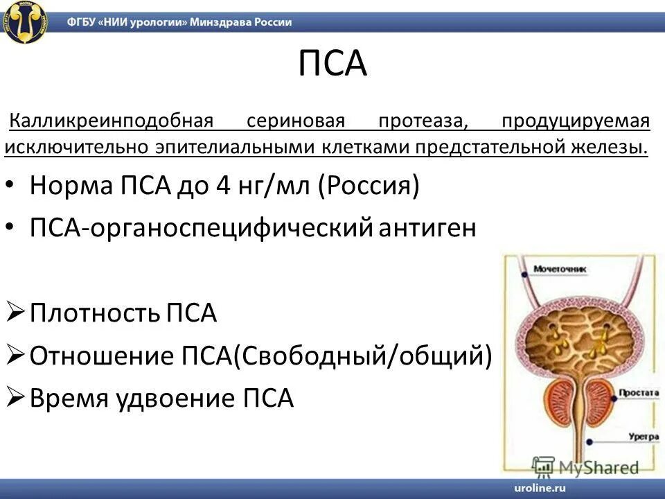 Норма пса у мужчин