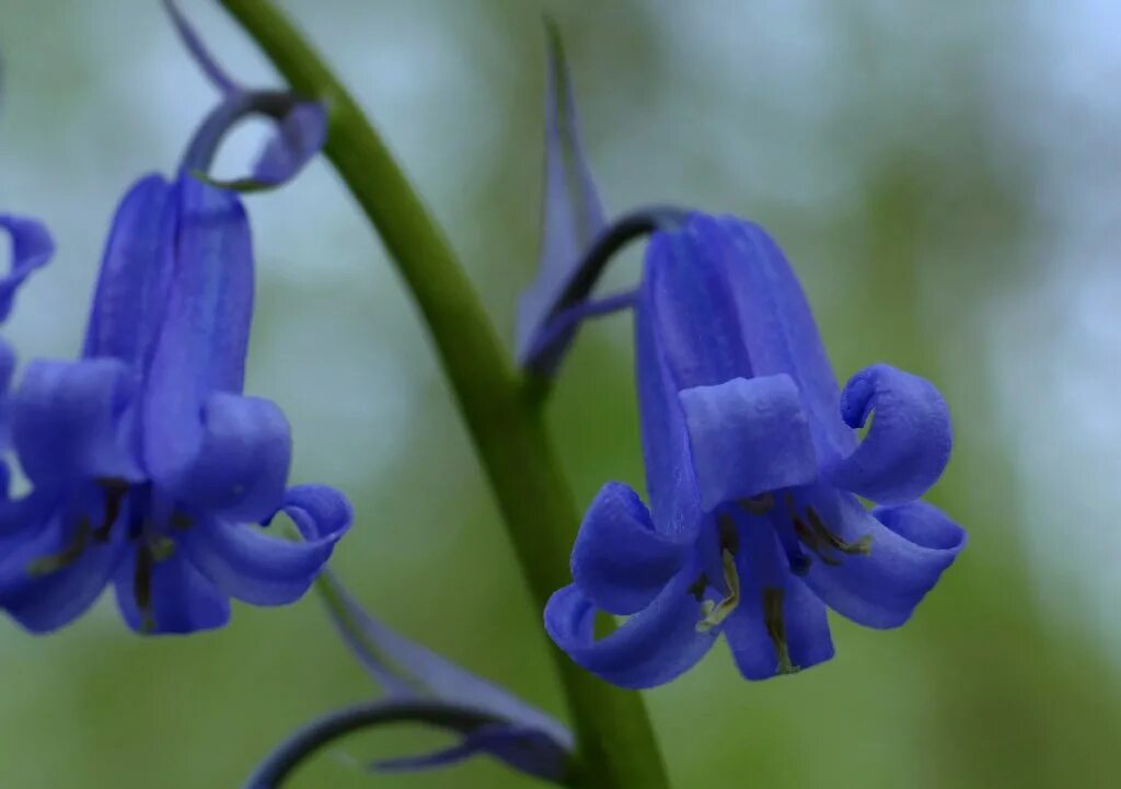 Kinclave Bluebell. Bluebell Bloch. Bluebell транскрипция. Гиацинтоидес синий.