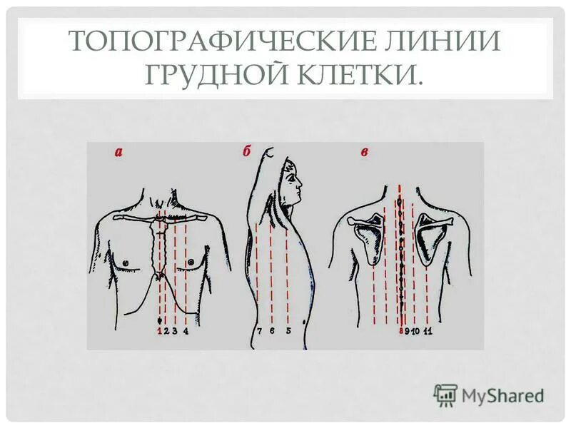 Топографические линии на карте