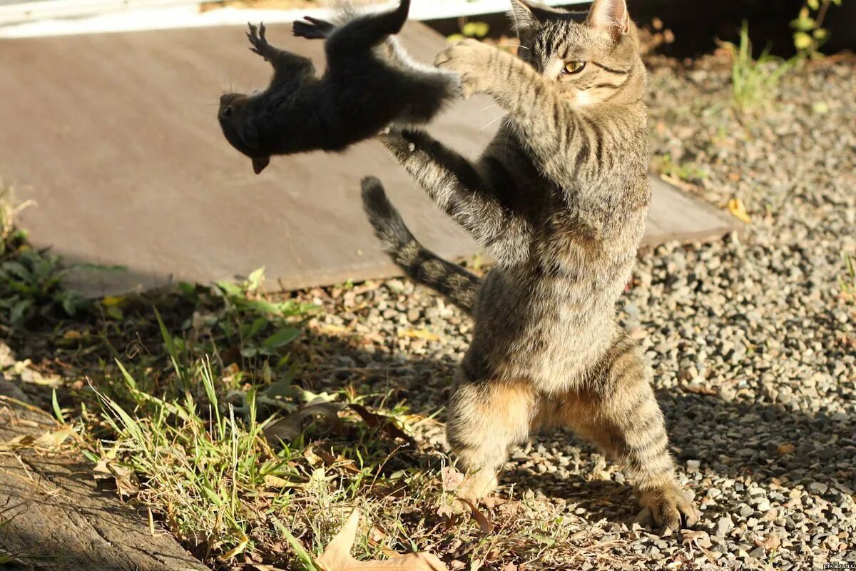 Нападение кота. Смелый кот. Смешные животные. Кот атакует. Храбрый кот.