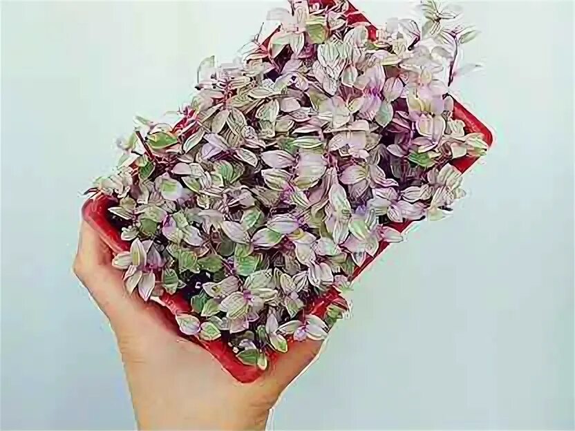 Спринг сплеш. Традесканция спринг сплэш. традесканция спринг сплеш. каллизия pink lady. коллизия пинк леди фото.