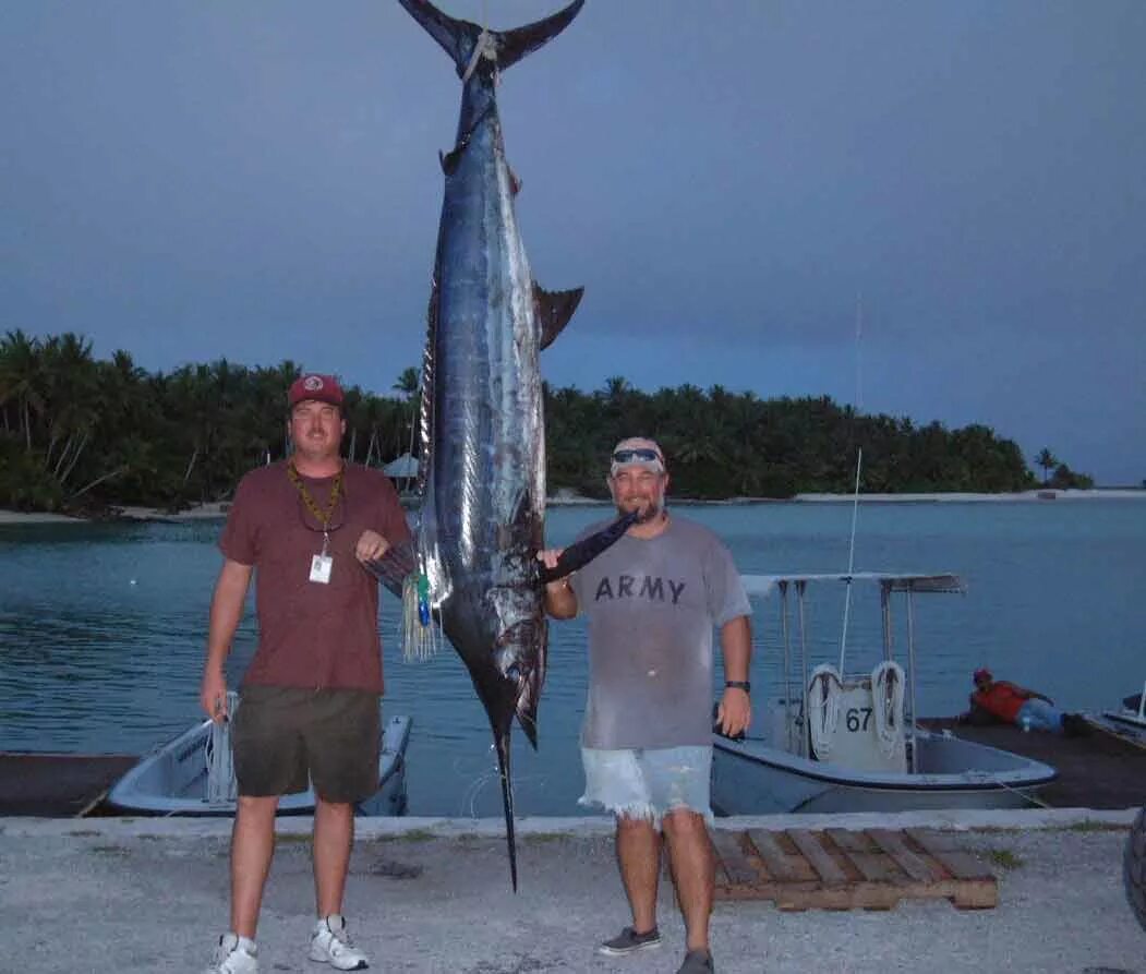 марвин рыба меч. марлин рыба. марлин черноморский рыба. марлин рыба. где рыба меч.