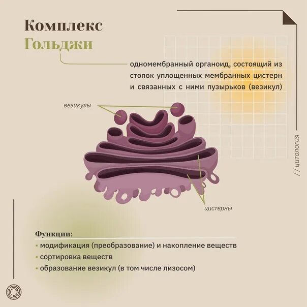 Гольджи ферменты. Аппарат Гольджи строение ЕГЭ. Функции комплекса Гольджи ЕГЭ. Комплекс Гольджи строение и функции. Схема строения комплекса Гольджи.