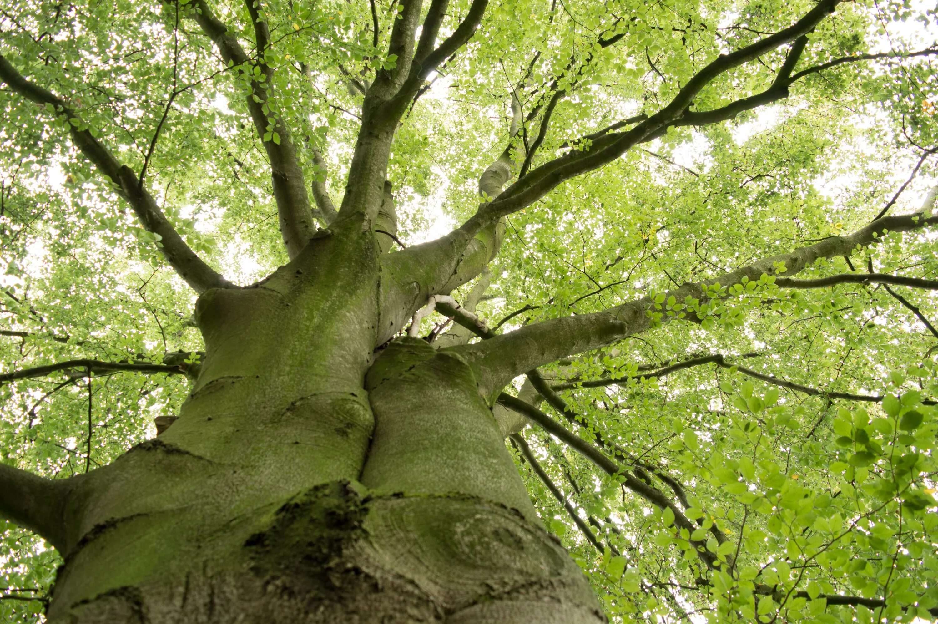 This is tree tree is green