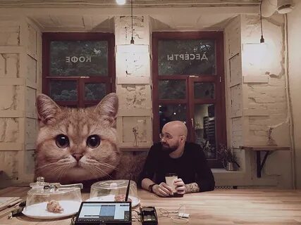 Считается кошкой