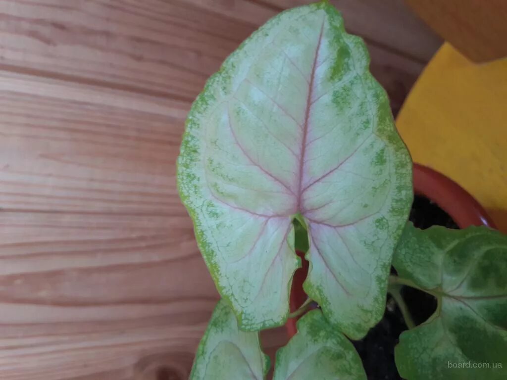 Сингониум голден аллюжен. Сингониум манго алюжн. Сингониум mango allusion. Сингониум golden venation. Сингониум манго.