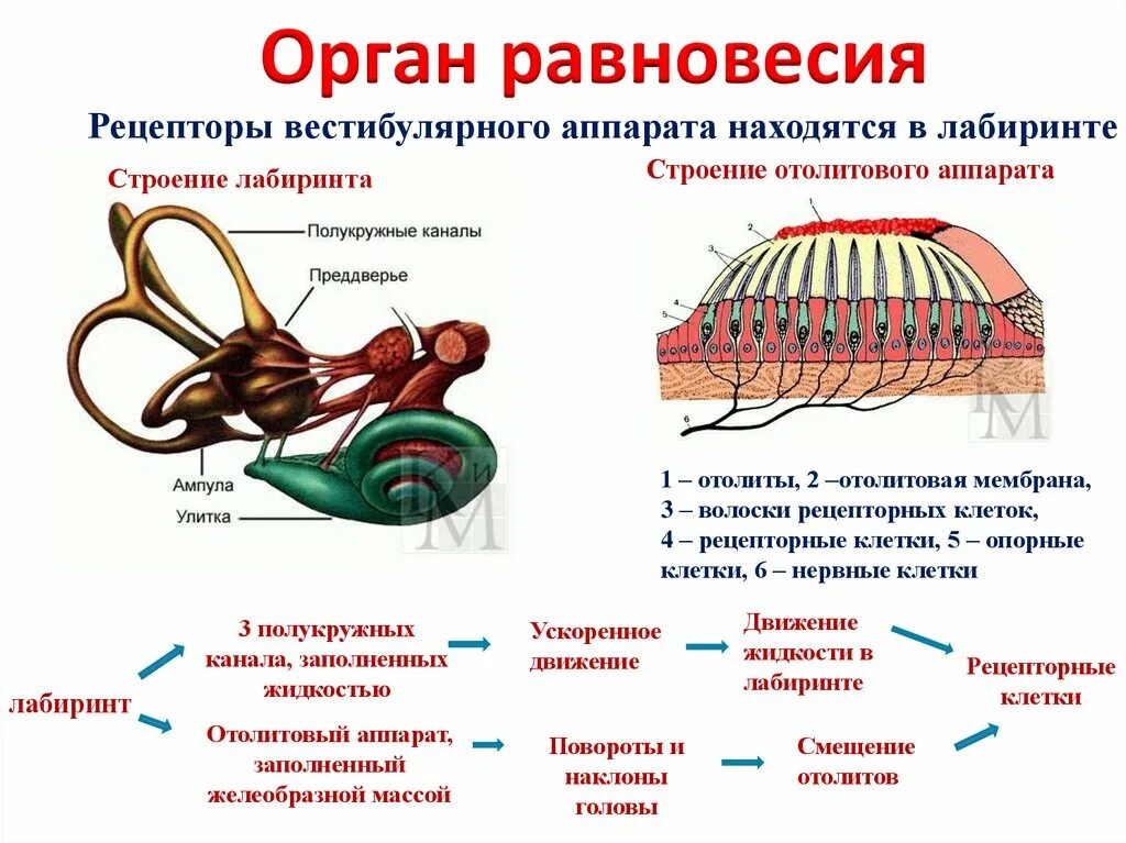 Слуховой анализатор и орган равновесия строение. Строение органа равновесия. Рецепторы органа равновесия. Строение органа равновесия человека. Органы равновесия мышечного чувства