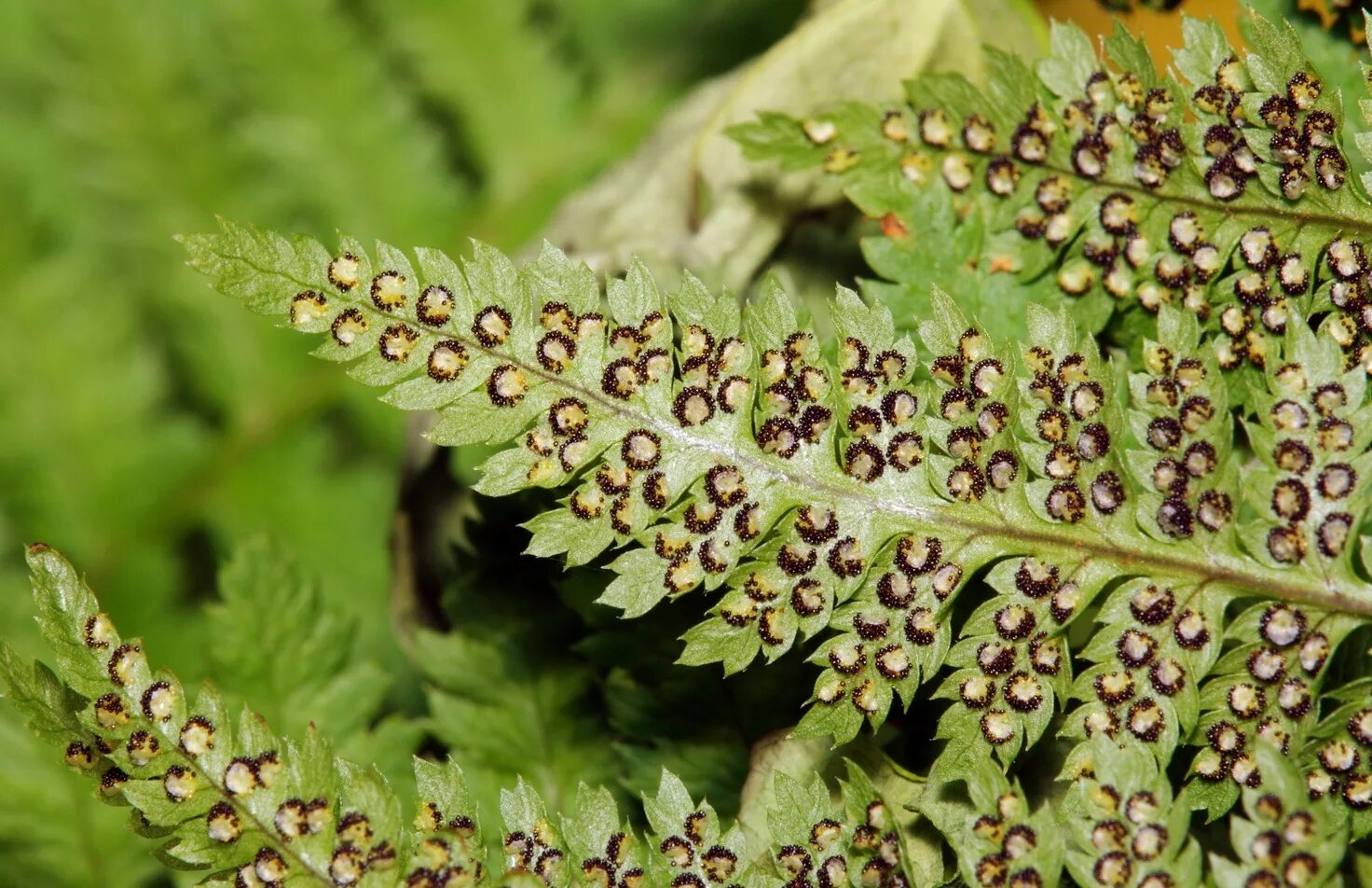 Папоротник орляк сорусы. Папоротниковидные споры. Споры образуются в цветке. Схема прорастания папоротника. Сорусы и спорангии.