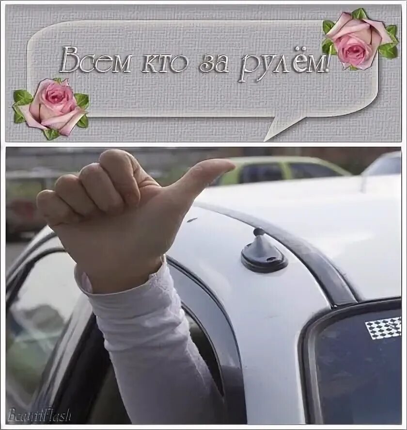 Вождение автомобиля. Привет рулю. Привет рулю. Привет рулю. Кот за рулем.