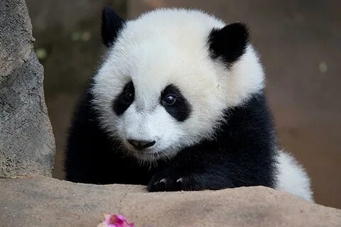 Pandas среднее
