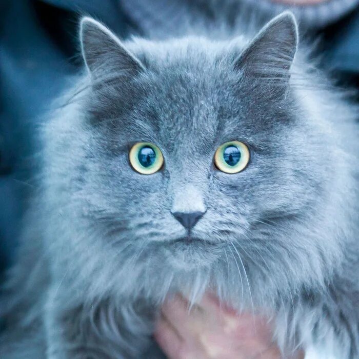 #cats #catsofinstagram #cat #catstagram #catlover #instacat #cats_of_instagram #