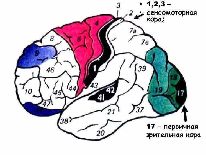 Сенсомоторная область коры головного мозга (поля FPA И FPP). Сенсомоторная зона коры головного мозга.