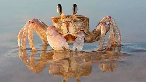 Крабик вода