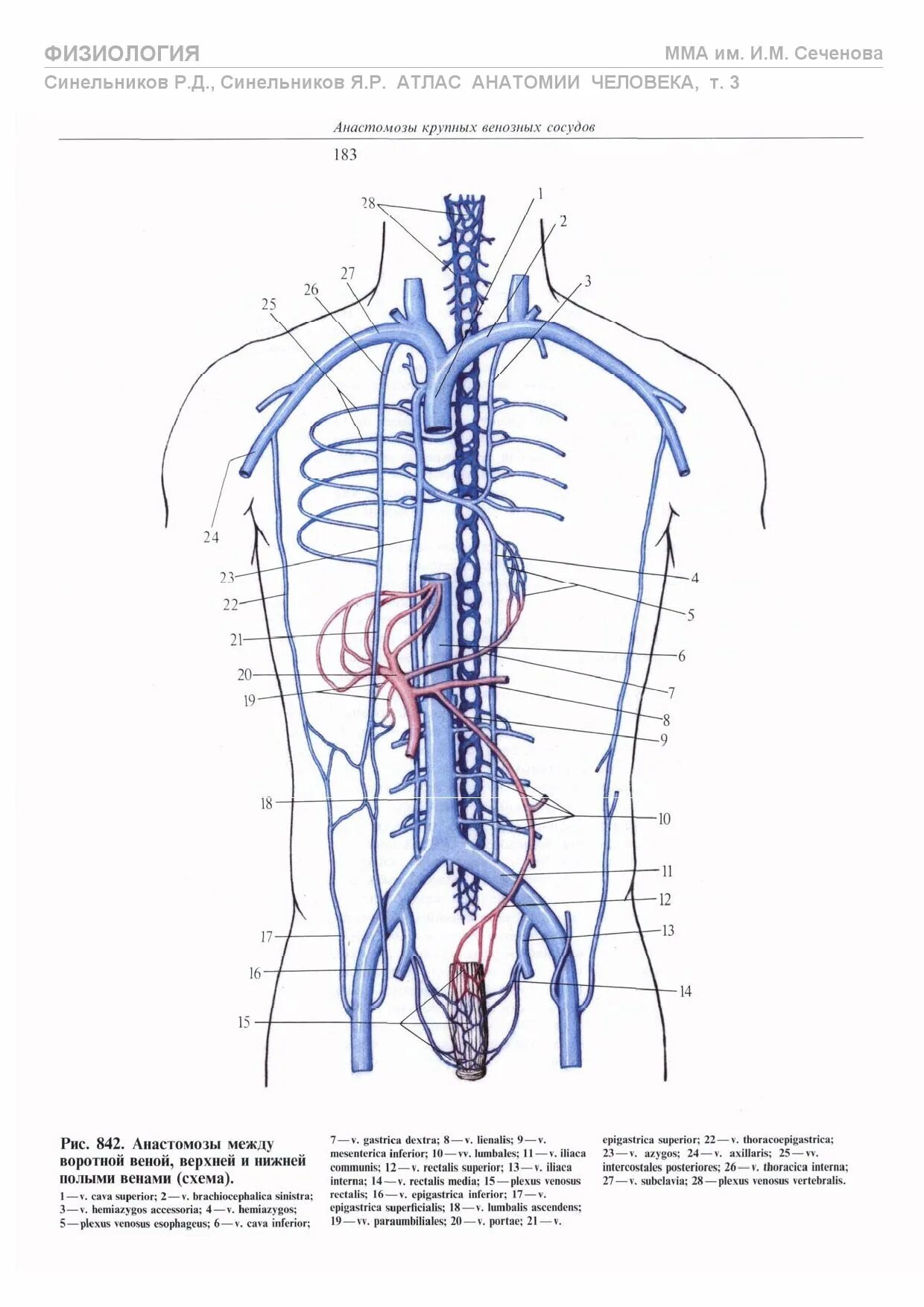 Две верхние полые вены. Верхняя полая Вена анатомия топография. Верхняя полая Вена и ее притоки. Верхняя полая Вена анатомия притоки. Система верхней полой вены анатомия схема.