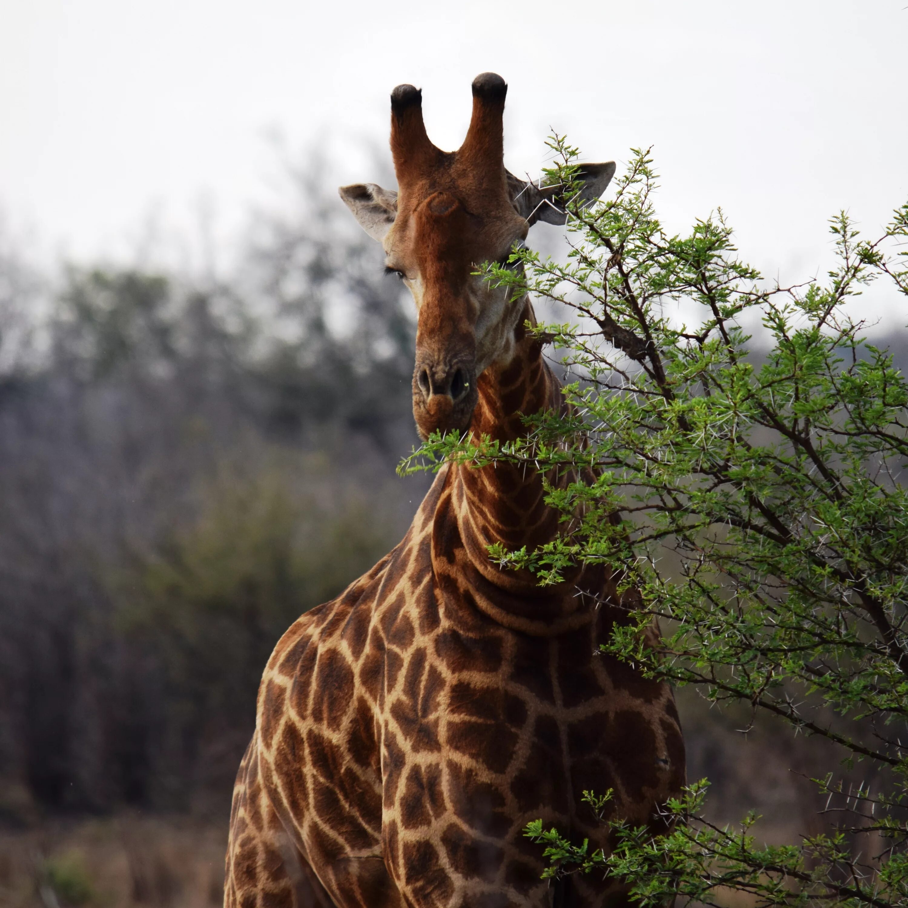 Жираф африканское животное. Южноафриканский Жираф. Жираф саванны Африки. Африка Саванна Жирафы. Эндемики Африки Жираф южноафриканский.