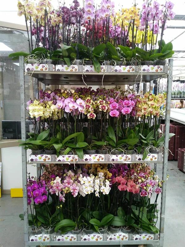 Фаленопсис микс. Орхидея фаленопсис Mix 9785. Фаленопсис Богемия. Орхидея Орхорай.
