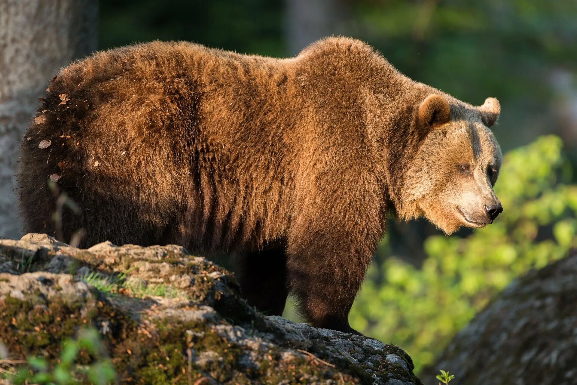Бурый медведь утверждение. Бурый медведь (Ursus arctos). Гризли североамериканский бурый медведь. Ursus arctos Piscator. Апеннинский бурый медведь.