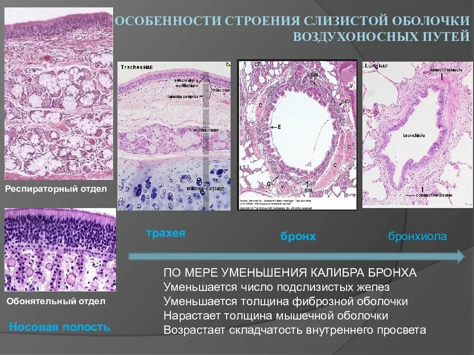 Гистология нос. Строение слизистой бронха гистология. респираторная бронхиола гистология. дыхательная бронхиола гистология. дыхательные пути препараты гистология.