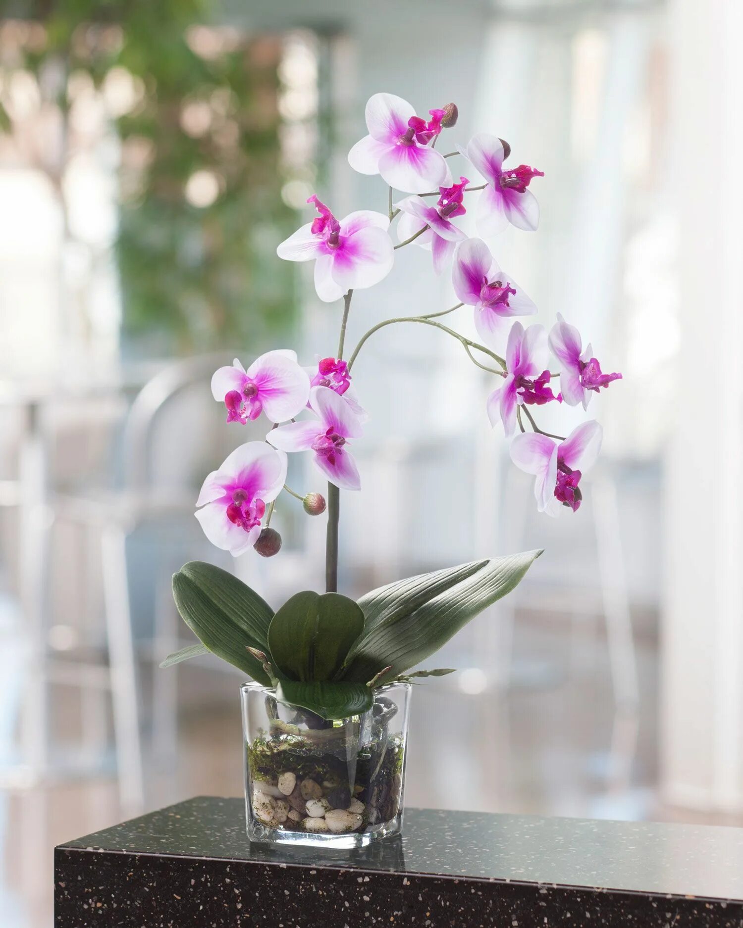 Орхидея фаленопсис. Орхидея Phalaenopsis. Фаленопсис choice Exquisit. Орхидея фаленопсис Гарден.