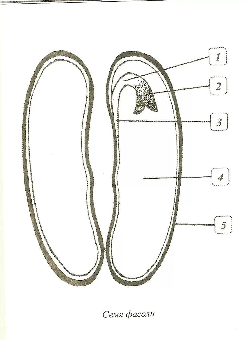 Рассмотрите рисунок семени какая структура обозначена. Рис строение семени фасоли. Нарисовать строение семени фасоли. Строение семени фасоли рисунок. Семена фасоли строение.