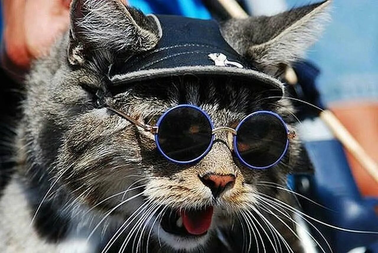 Котэ и синий. Кот Базилио. Крутой кот. Кот в очках. Крутая кошка в очках.