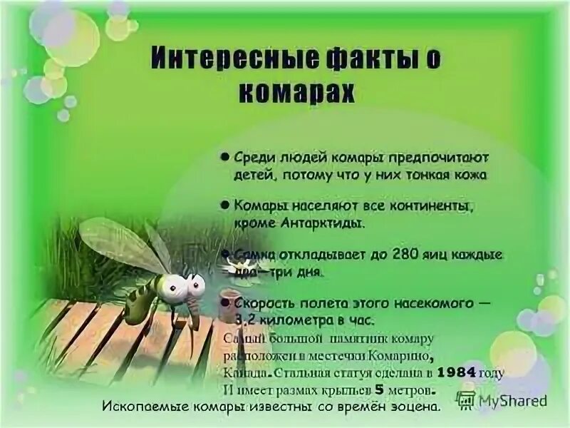 Интересные факты о комарах для детей. Интересный комар. Факты о комарах. Интересное о комарах для детей. Факты о комарах.