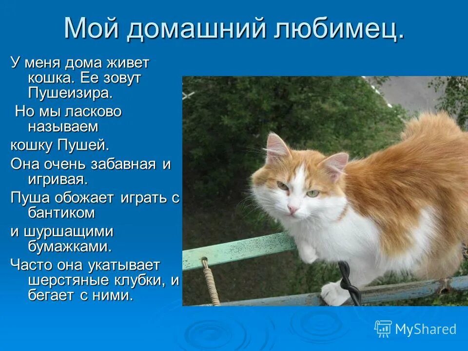 Почему мы любим кошек и собак. Фелинология это наука. Кошачьи профессии. Наука изучающая кошек. Наука о кошках как называется.