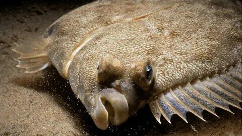 Walking fish