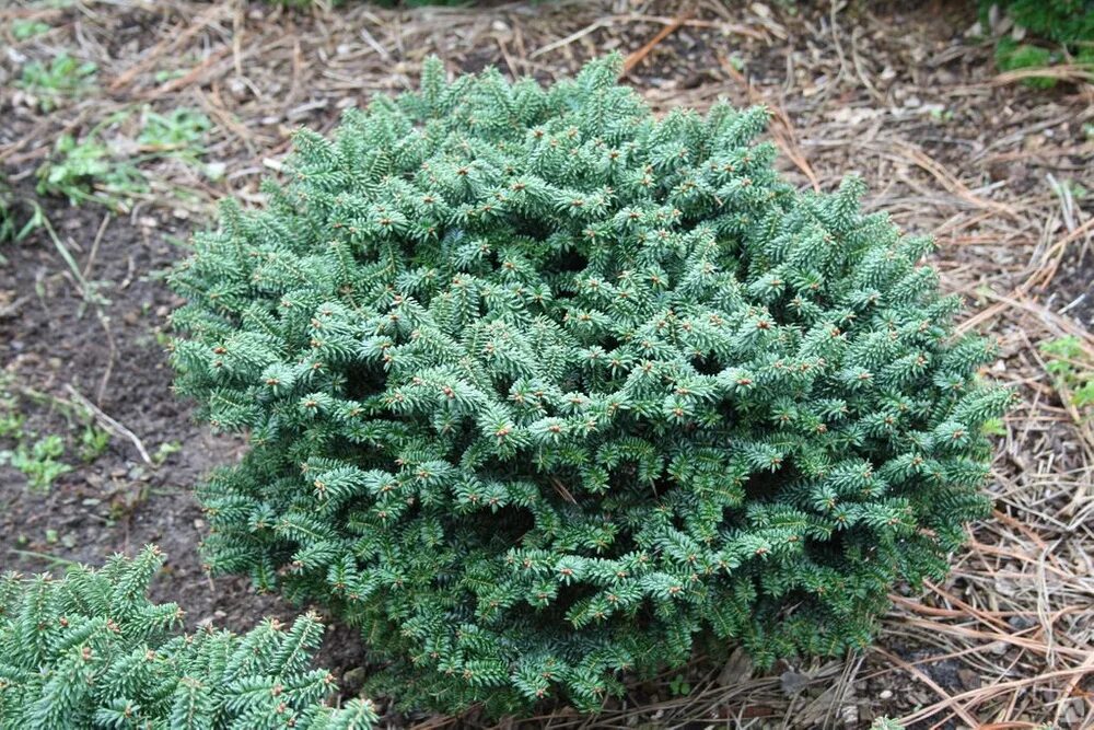 Abies koreana piccolo. Пихта бальзамическая пикколо фото. Abies koreana piccolo. Abies koreana piccolo. Abies koreana piccolo.