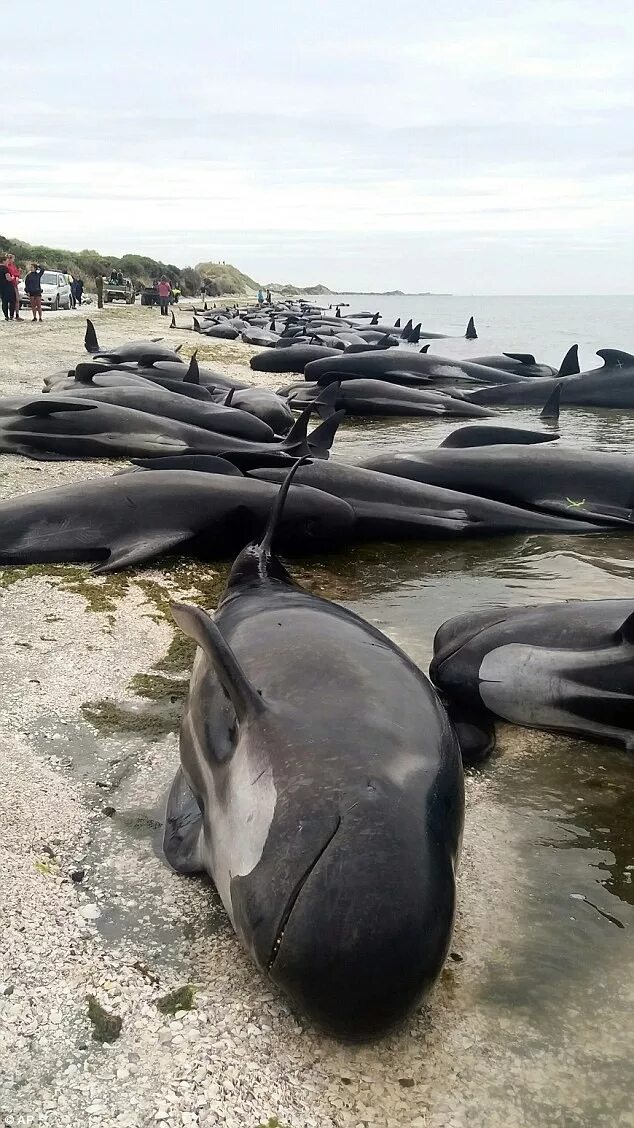 Дельфины Гринда. В новой Зеландии дельфины выбросились на берег. Выбрасывание китообразных на берег. Гринды дельфины и касатки. Почему киты выбрасываются на берегу