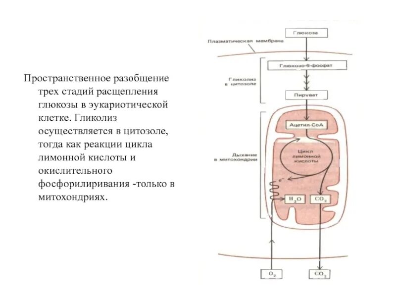 Расщепление глюкозы происходит в клетках
