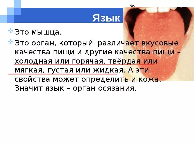 Язык орган чувств. Органы чувств язык строение. Язык описание органа