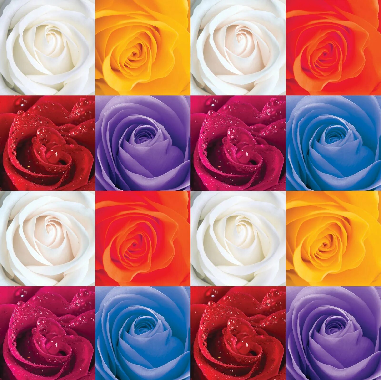 Разноцветные розы. Розы разного цвета. Расцветки роз. Розы разных оттенков.
