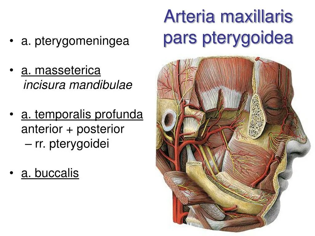 A maxillaris. Артерия maxillaris. Arteria maxillaris отделы. Верхнечелюстная артерия. A buccalis артерия.