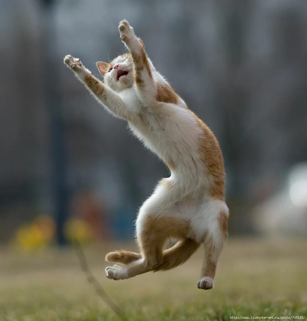 Жадно ловлю. Кот в прыжке. Кот радуется. Смешной кот прыгает. Смешной кот в прыжке.