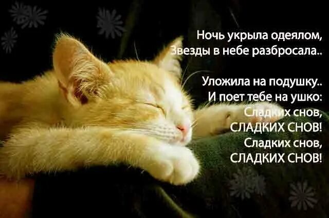 Спи очень сладко. Спокойной ночи сладких снов. котенок. спокойной ночи!. пожелание спокойной ночи с котиками. спи сладко и спокойно.