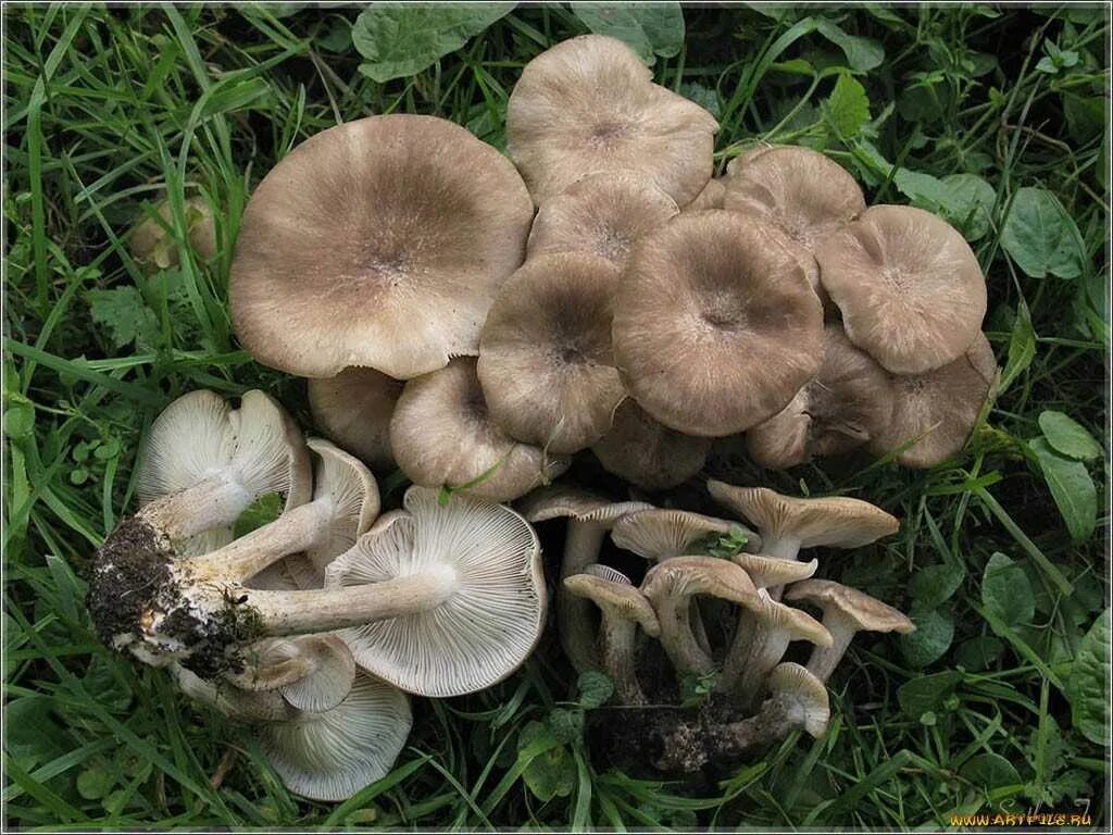 20 Fresh Agrocybe aegerita CHESTNUT Mushroom Dowels Plugs Buy Etsy