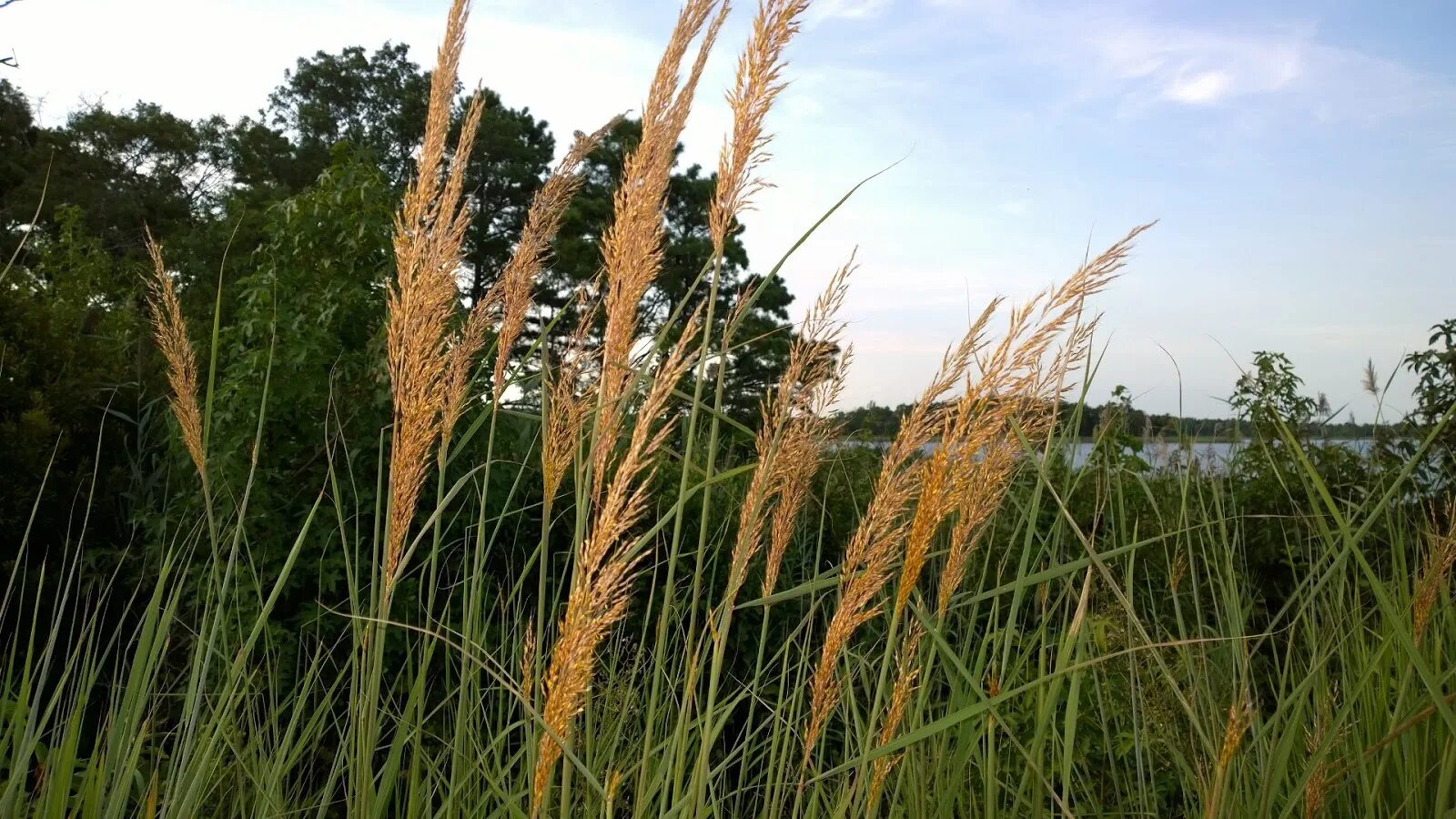 Sorghastrum Nutans indian Steel. Индийская трава Sorghastrum. Соргаструм поникающий. Индийская трава злак.