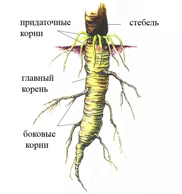 Молодые корешки как называется
