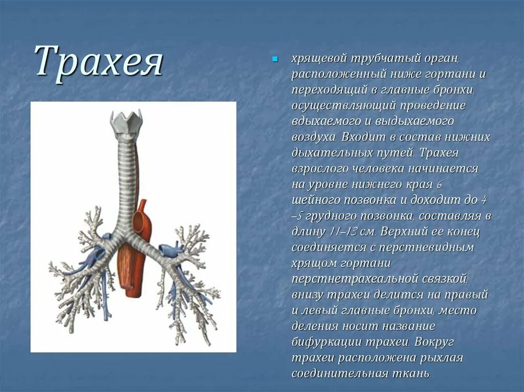 Дыхательная система строение трахея. Дыхательная система трахея анатомия человека. Функции трахеи 8 класс биология. Строение трахеи человека.