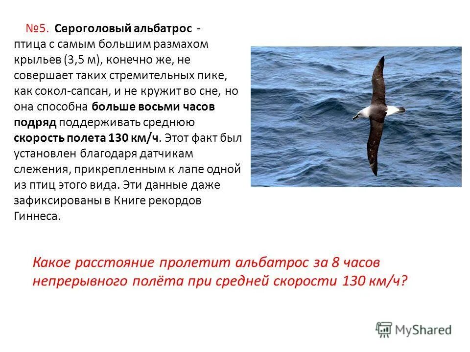 Птица андский кондор. Самая большая птица размах крыла. Самая крупная летающая птица. Размах крыльев 5 м. Альбатрос размах крыльев 3 метра.