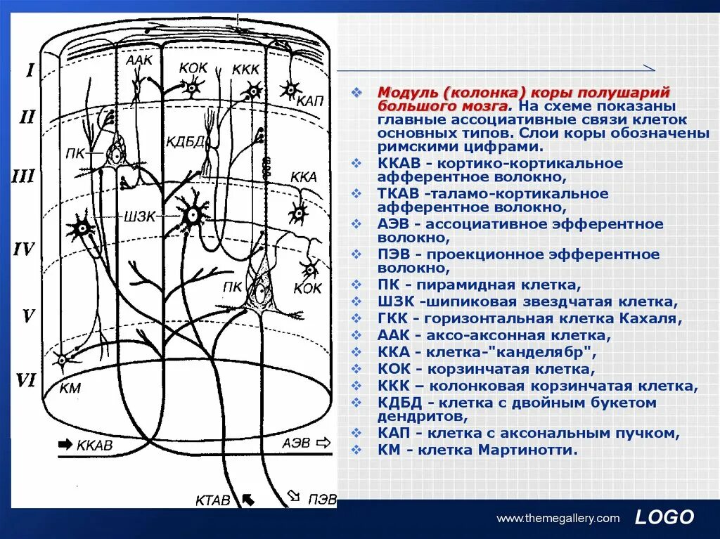 Модуль столбца. Строение колонки коры большого мозга. схему строения колонки (модуля) коры большого мозга. модуль колонка коры полушарий. модуль коры больших полушарий гистология.