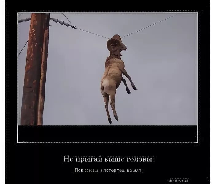 Выше головы не прыгнешь. Выше головы не прыгнешь