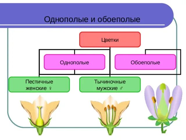 Однополые и обоеполые цветки. Растения с однополыми цветками. Обоеполые растения. Обоеполый тычиночный пестичный. Растения с обоеполыми цветками