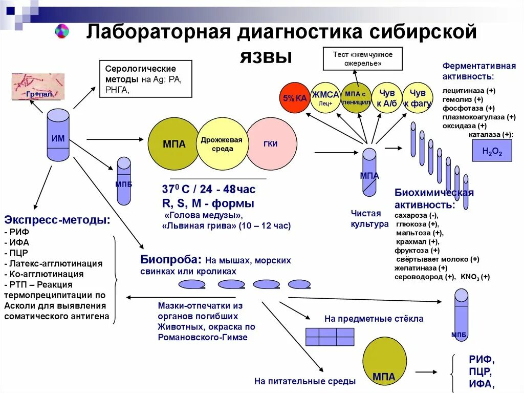 Схема микробиологической диагностики сибирской язвы. Схема микробиологического исследования чумы. Патогенез сибирской язвы схема. Бактериологический метод исследования сибирской язвы.