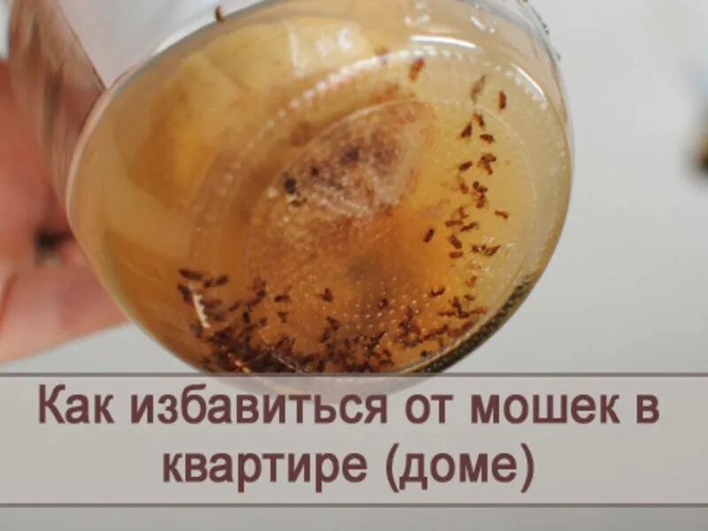 Как выводить мошек. Способы избавления от мошкары. избавиться от мошек в квартире. средство от мошкары в доме. избавиться от мошек в квартире в домашних условиях.