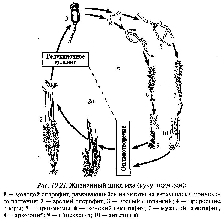 Спорофит мха кукушкин лен. Размножение мха Кукушкин лен цикл развития. Жизненный цикл мха Кукушкин лен спорофит. Жизненный цикл Кукушкина льна. Схема жизненного цикла мха Кукушкина льна.
