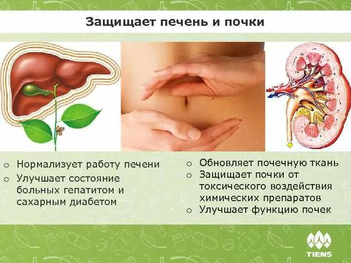 Повысить функцию печени. Как улучшить работу печени. нормализация работы печени. улучшить работу почек. что нормализует работу почек.