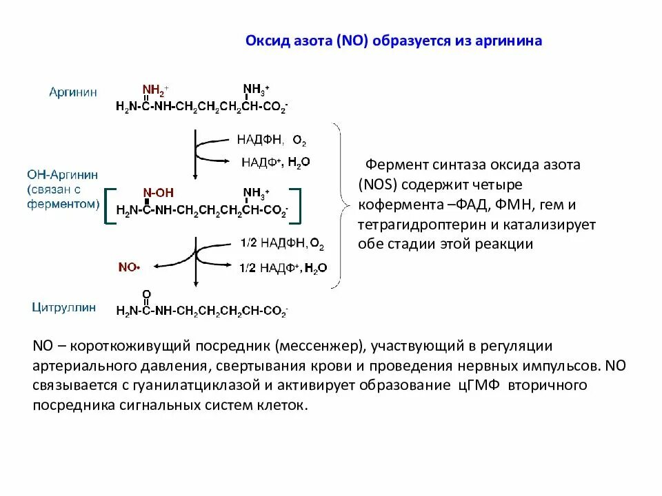 Фосфодиэстераза 5 препараты. Ингибиторы синтазы оксида азота. Схема образования оксида азота. Ингибиторы фосфодиэстеразы механизм действия. Ингибиторы фдэ-5 механизм действия.